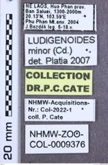 Etikett zu Megapenthes stigmosus (LeConte, 1853)